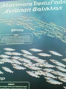 Αφίσα στη γ�φυρα του γαλατά για τα είδη ψαριών που συναντώνται στη θάλασσα του Μαρμαρά